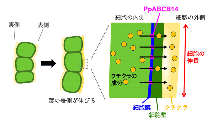 若い葉の成長に伴うPpABCB14タンパク質の変化。
白く見えるのがPpABC14タンパク質。葉細胞の表側にPpABCB14タンパク質が増加すると、その領域が成長する。その結果、葉細胞の表側が伸びて、外側に展開する。オレンジ色の矢印は葉の成長方向を示している。一方、PpABCB14遺伝子を壊したヒメツリガネゴケでは、葉が外側へと展開せず、内側に丸まりキャベツのような形状になる。