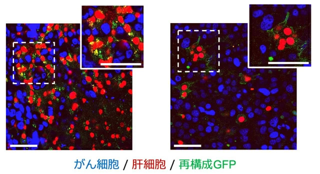 図3 肝転移病巣でのsGRAPHIC標識 マウスの肝転移病巣におけるがん細胞と相互作用する肝実質細胞をsGRAPHIC標識した。青色シグナルと赤色シグナルはそれぞれがん細胞と肝実質細胞の細胞核を、緑色シグナルは再構成GFPの存在を示す。図中のスケールバーは50 μmを示す。