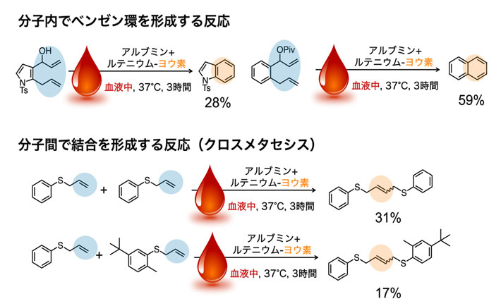 図3 血液中でルテニウム-ヨウ素が触媒する反応 （上）血液中でルテニウム-ヨウ素によって分子内でベンゼン環を形成する反応の例。生成物の下の数字は変換率を示す。（下）血液中でルテニウム-ヨウ素によって分子間の結合を形成する反応（クロスメタセシス）の例。同一の基質同士だけでなく、異なる基質同士の結合も触媒する。生成物の下の数字は変換率を示す。