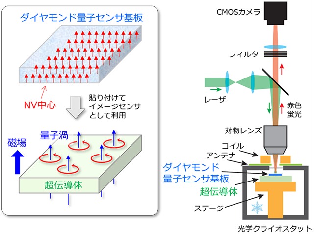 図1 ダイヤモンド量子センサによる超伝導体量子渦の観測のセットアップ （左）外部磁場が存在する場合、超伝導体の内部に量子渦が生成されることがある（左下）。量子渦は、線状になった磁束（青い細矢印）の周りを永久電流（円状の赤矢印）が取り囲む構造を持つ。本研究では、多数の窒素空孔中心（NV中心）（赤い短い矢印）が表面に集積されたダイヤモンド量子センサ基板（左上）を超伝導体に貼り付け、イメージセンサとして用いることで量子渦から漏れ出た磁場を可視化した。NV中心の方位が一方向に揃っているため高精度な磁場計測が可能。（右）光学クライオスタット内のステージに、ダイヤモンド量子センサ基板と超伝導体をセットし、温度を変えながら顕微鏡で観測を行う。コイルとアンテナはそれぞれ磁場とマイクロ波を印加するために用いる。