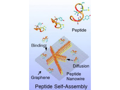 Depiction of peptides self-assembling into nanowires on a 2-D surface of the semimetal graphene. ©Mehmet Sarikaya