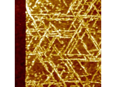 A top view image of GrBP5 nanowires on a 2-D surface of molybdenum disulfide.