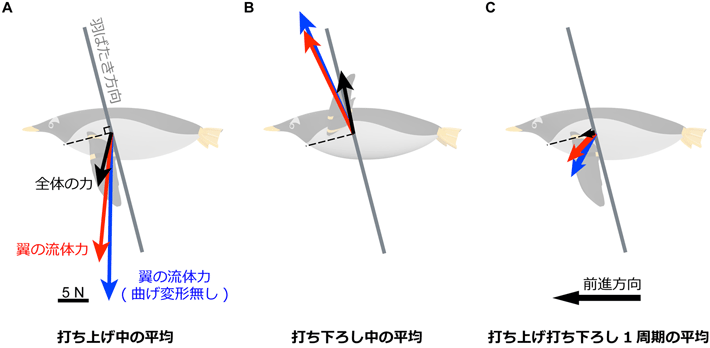 図3 ペンギンに働く力の打ち上げ中の平均（A）、打ち下ろし中の平均（B）、および打ち上げと打ち下ろしの1周期の平均（C）（黒矢印：体の質量と加速度から計算した全体の力。赤矢印：翼の運動から計算した、翼が発生する流体力。青矢印：翼が曲げ変形しないと仮定して計算した、翼が発生する流体力）。曲げ変形が無いと仮定した場合の翼の流体力（青矢印）は、打ち上げと打ち下ろしでの下・上方向の成分は増加するが（A, B）、1周期での前進方向の成分（推進力）は若干減少するため（C）、推進効率が低下する。