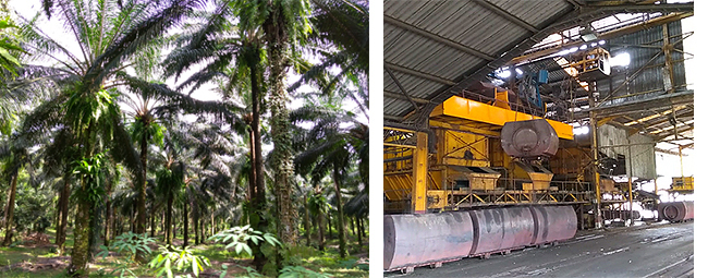 図5 アブラヤシ(oil palm)の農園(左)とパーム油製造工場(右) (いずれもタイ・クラビ) 