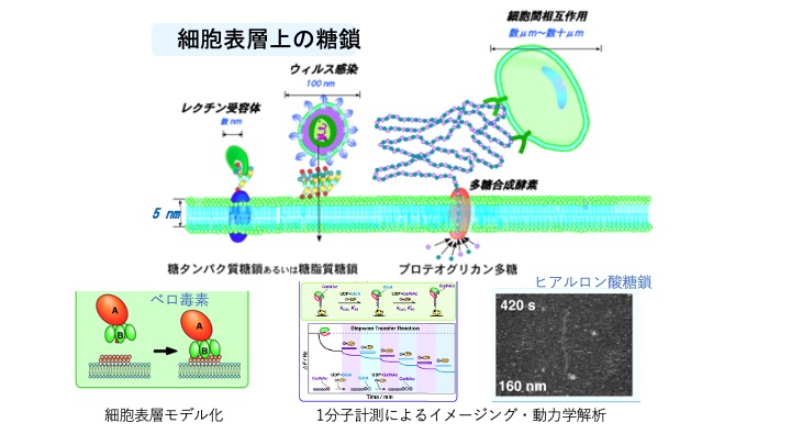 Mori laboratory