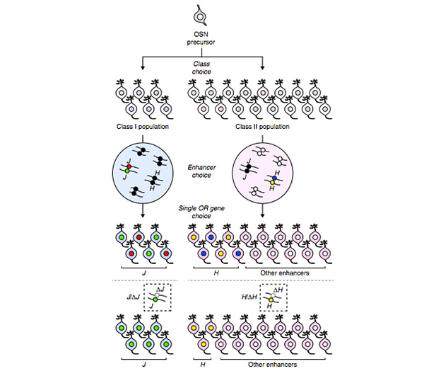 Mechanism by which J element determines expression of olfactory receptor genes.