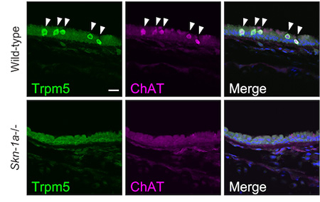 Figure 1. Bio-imaging of trachea in wild-type (top row) and Skn-1a knockout mice (bottom row) Immunostaining of Trpm5 and choline acetyltransferase (ChAT) on coronal sections of the trachea of wild-type and Skn-1a-deficient mice. The key point is that compared to the wild-type, no signals for Trpm5 and ChAT were observed in the Skn-1a-deficient mice. Thus, Skn-1a is essential for the functional differentiation of Trpm5-positive tracheal brush cells.
