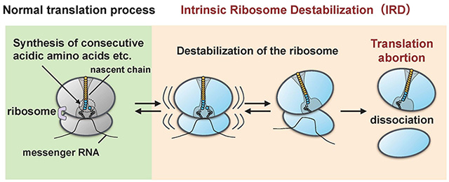 Figure 1. Destabilization and dissociation of the ribosome
