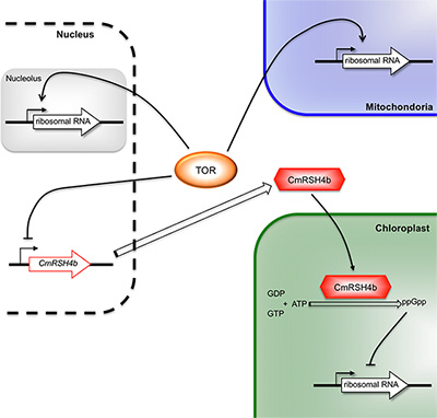 Figure 1. The regulatory mechanism for biogenesis. A linked regulatory mechanism for biogenesis of the three ribosomes by TOR.