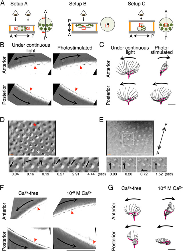 Changes in flagella movement with calcium-ion (Ca<sup>2+</sup>) treatment