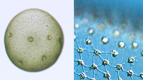 'Division of labor' between hemispheres of multicellular spheroidal alga controls light-sensitive movement