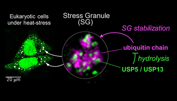 Illustration of the inner structure of stress granules