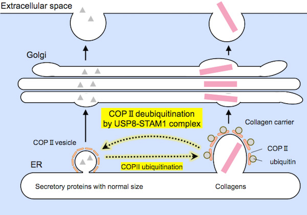 Representation of protein secretion