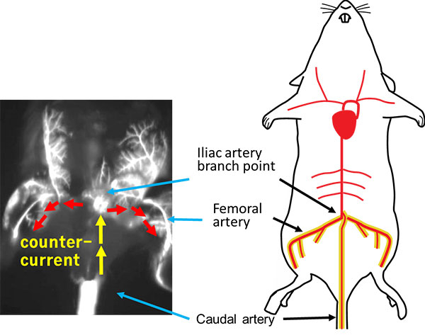 The caudal artery (CA) as a new route for injection