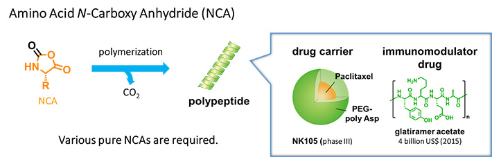Figure 1. Synthesis of polypeptides and their importance.