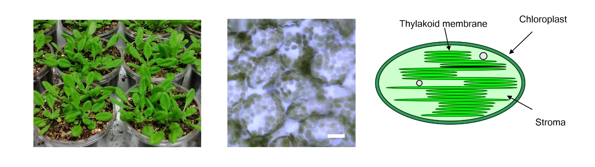 Figure 1. Epidermal cells of Arabidopsis leaves and schematic of chloroplasts