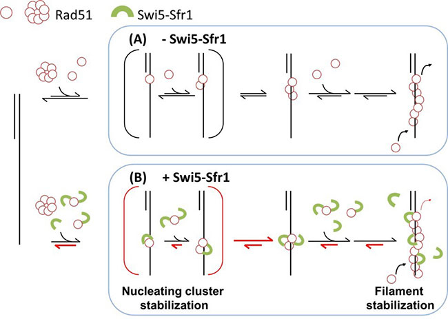 A molecular model for regulating Rad51 nucleoprotein filament formation by the Swi5-Sfr1 complex.
