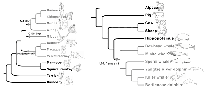 Single emergence and two major losses of ancV1R gene during vertebrate evolution.