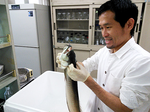 Associate Prof. Masato Nikaido at the laboratory