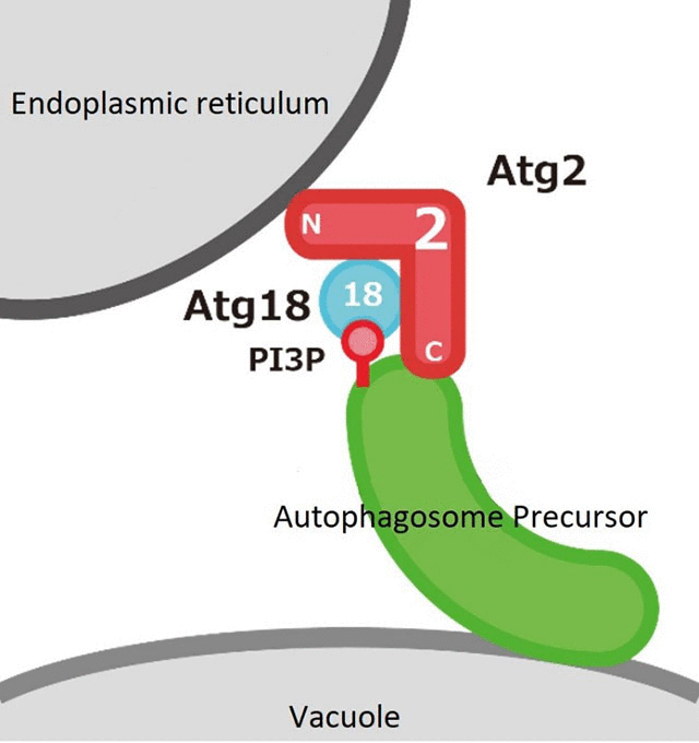 Figure 2. The Atg2-Atg18 complex tethers pre-autophagosomal membranes to the endoplasmic reticulum