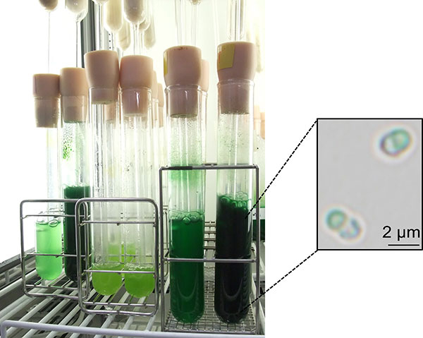 Figure 1. Cultivation of the unicellular red alga C. merolae in the laboratory