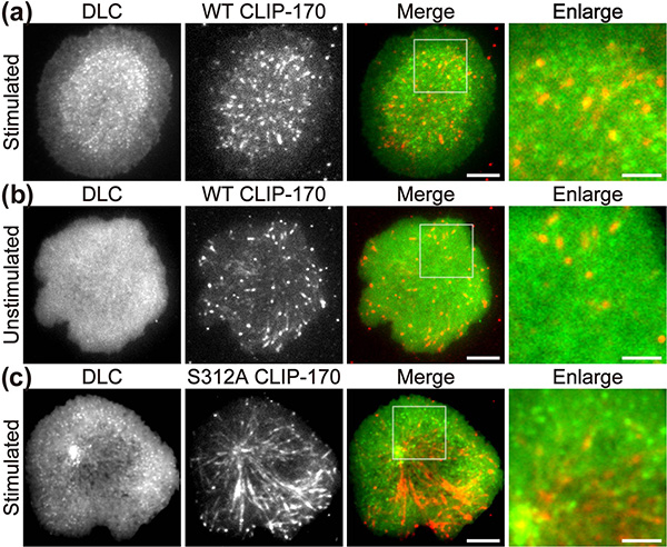 CLIP-170 phosphorylation regulates MTOC repositioning and full activation of T cells.