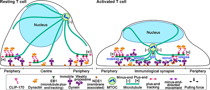 Schematic model for the keyrole of CLIP-170 in MTOC repositioning during T cell activation by regulating dynein relocation.