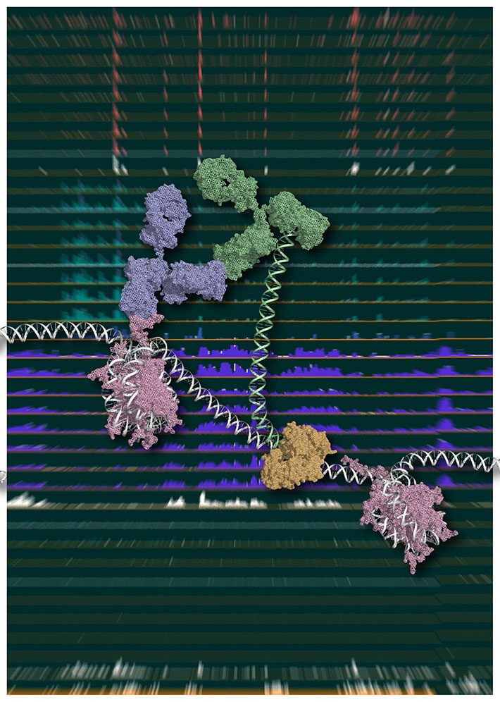 Figure 1. Chromatin Integration labeling （ChIL）