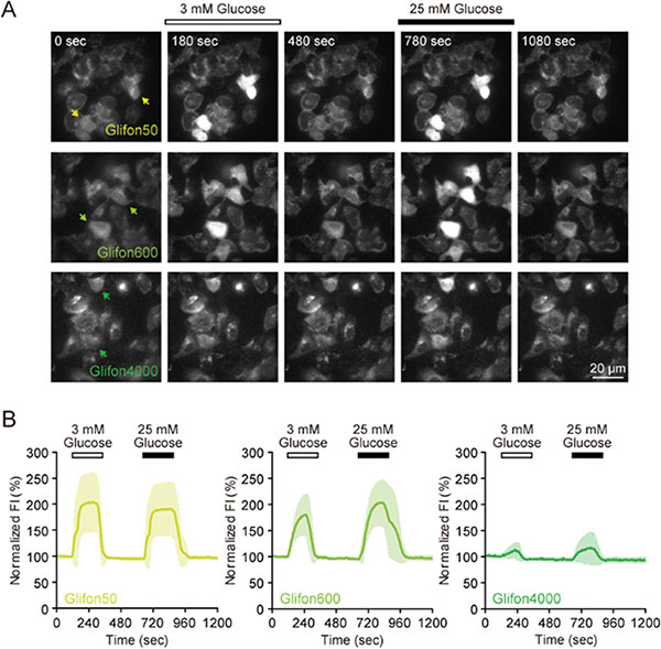 Live cell imaging using Green Glifons to light up glucose dynamics