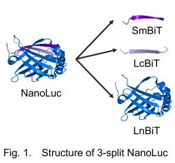 Fig.1. Structure of 3-split NanoLuc