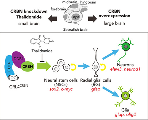 Thalidomide inhibits CRBN-mediated differentiation of NSCs to promote normal brain development.