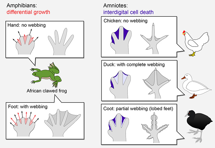 Figure 1. Strategies to shape the limbs.