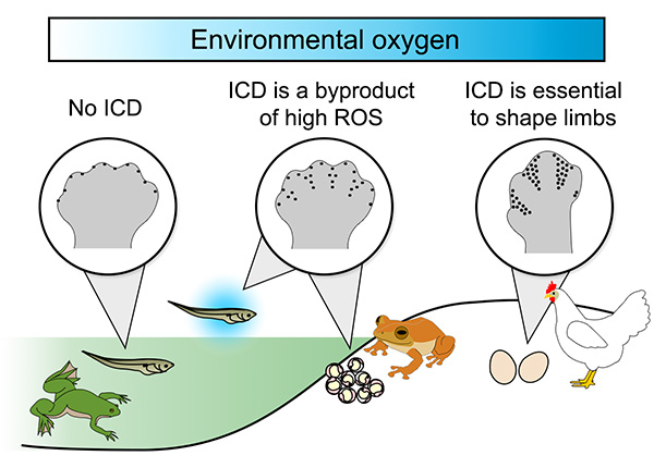 Figure 2. Model for the appearance of interdigital cell death (ICD) in tetrapods, the group that includes amphibians and amniotes. 