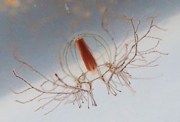 Cladonema pacificum jellyfish reproduce in two ways