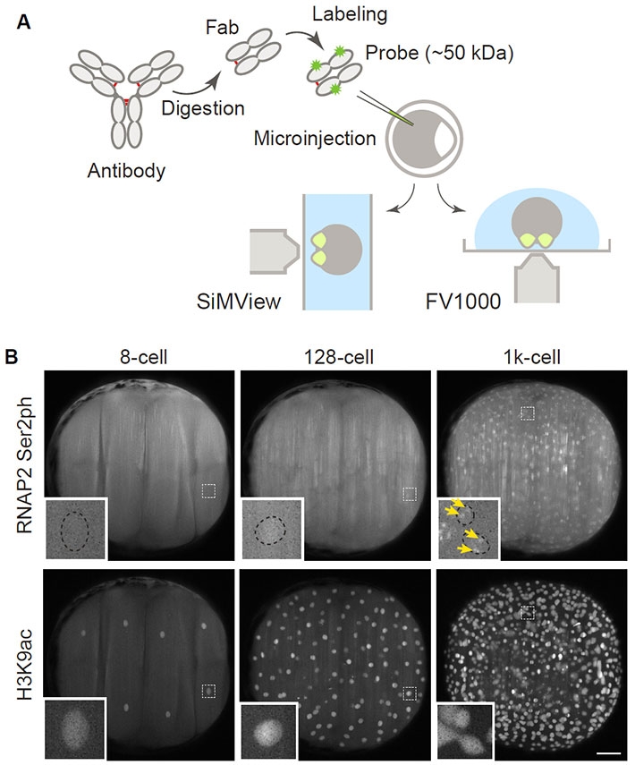 Visualizing RNA polymerase II and histone modifications in living embryos.