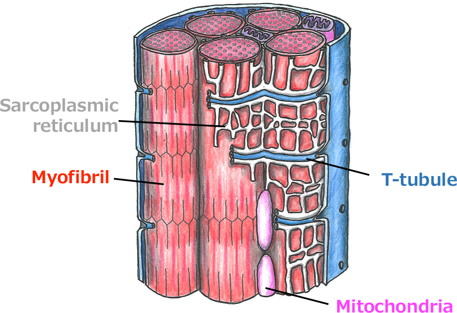 図2 ショウジョウバエの筋細胞