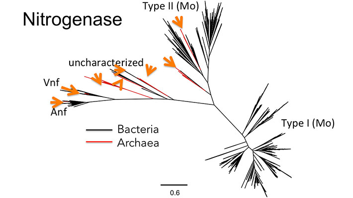 このように古細菌ドメインと細菌ドメインの間で進化的に「混合」された形状の系統樹は、そのタンパク質（酵素）がLUCAに存在しなかったことを示唆する。オレンジの矢印は、遺伝子の水平伝播が起きたことを示す。一方で、ドメインごとに異なる枝に分けることができる他のタンパク質（酵素）は、それらが太古代のLUCAに由来することを示唆する。クレジット：Berkemer and McGlynn 2020、CC BY 4.0。