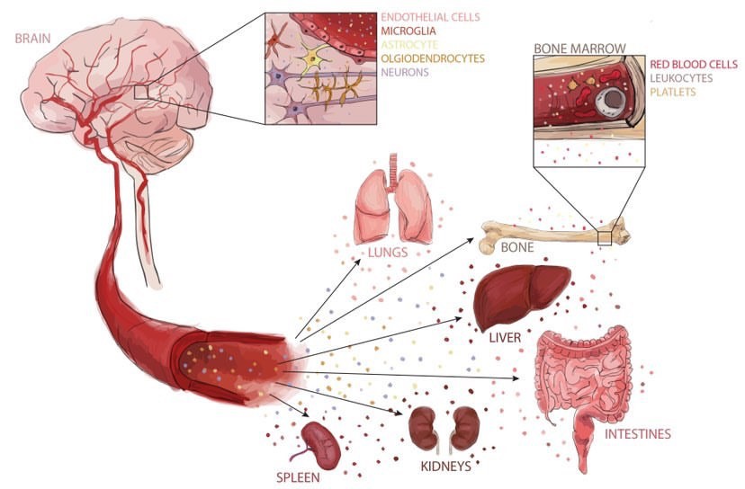 Exosome as organ to organ communication tool