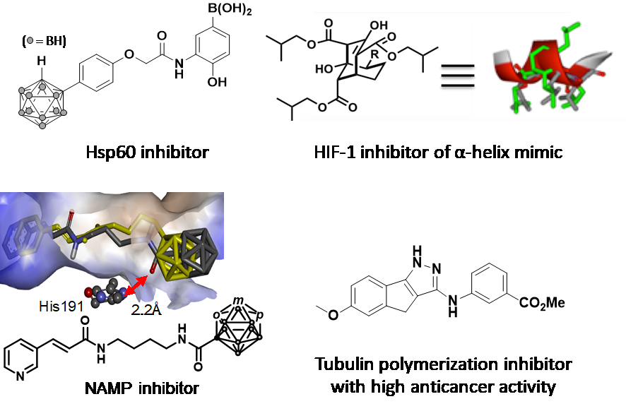 The synthesized bioactive compounds.