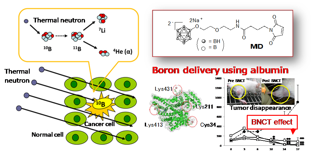 Schematic image of BNCT for cancer therapy.