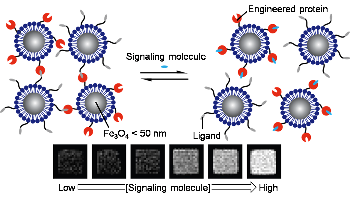 Fig. 3 MRI nanoprobes for imaging of signaling molecules.