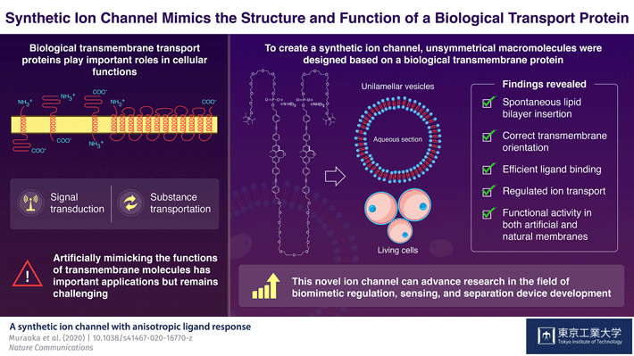 Schematic illustration of the synthetic ion channel which mimics the structure and function of a biological transport protein