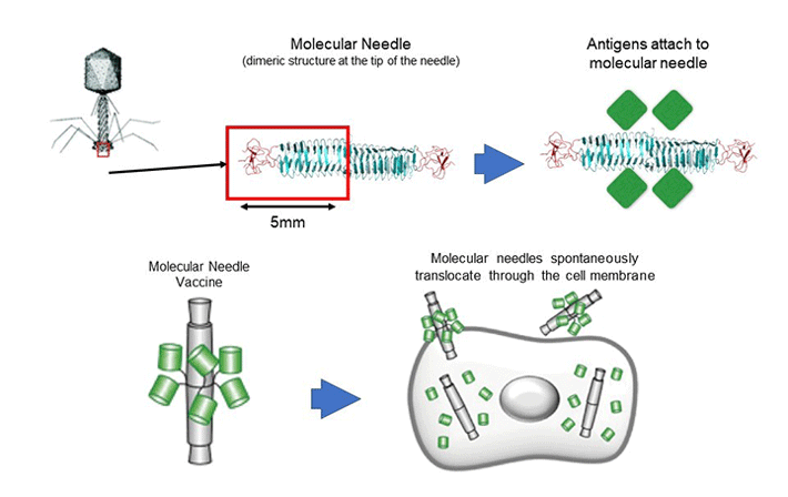 Figure 5. Development of an Adjuvant-Free COVID-19 Vaccine for Mucosal Immunity