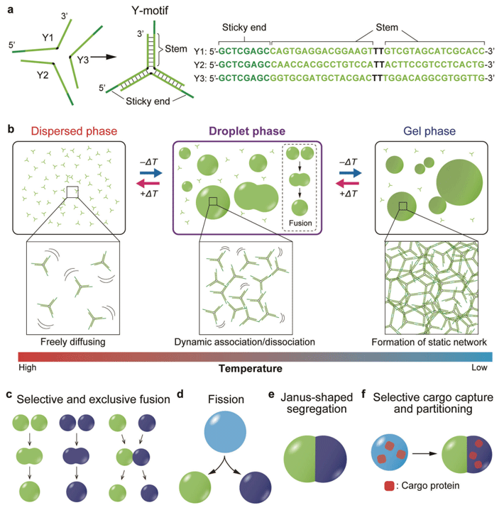 Tailored DNA microstructures