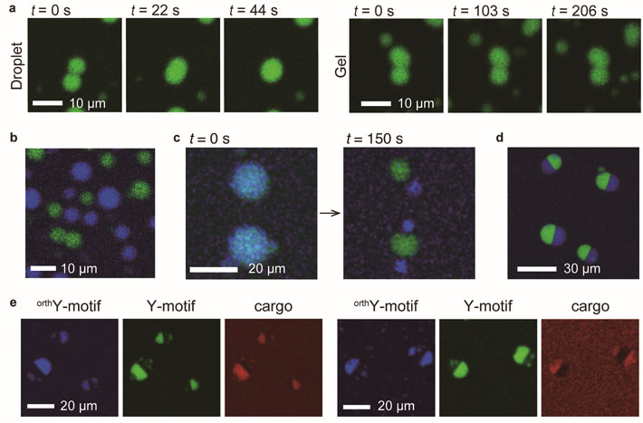 Controllability and dynamic functions of DNA microstructures