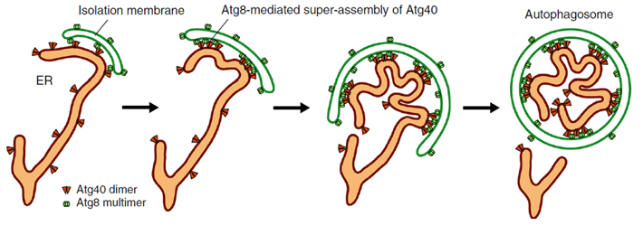 Model for Atg40 action during ER-phagy