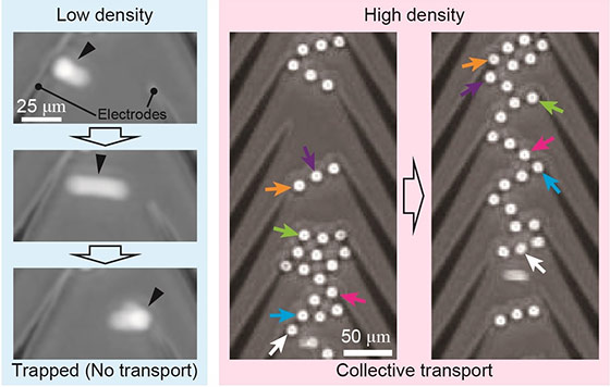 Figure 2. Sparse and crowded particles resulting in different motions