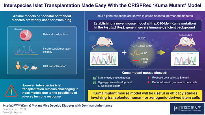 Figure 1. Interspecies Islet Transplantation Made Easy With the CRISPRed Kuma Mutant Model