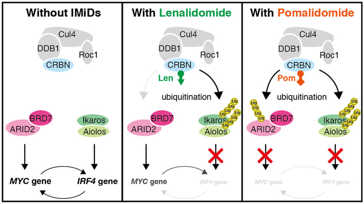 Figure 2. Effects of pomalidomide and lenalidomide on biochemical pathways inside the myeloma cells