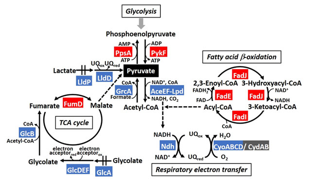 Figure 1. The model of PdhR regulon in metabolic map involving pyruvate